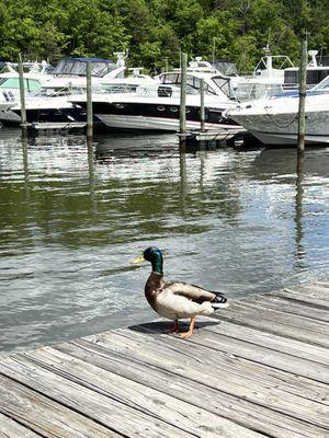 Occoquan Harbour Marina