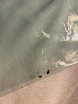 Bed bugs found in chair in the room!