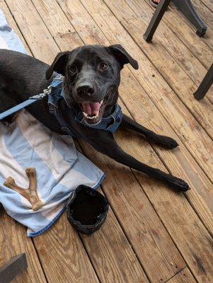 Dog on porch dining