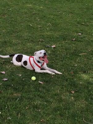 My pup catching his wind after a days play in this great park