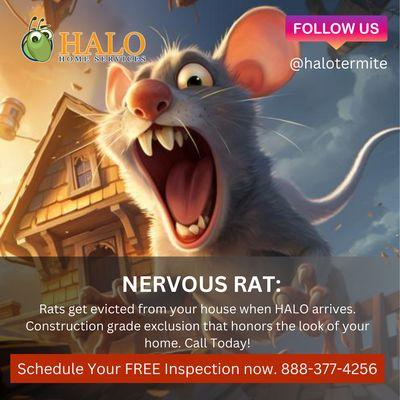 HALO evicts rats