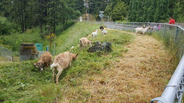 Saw these "employees" aka natural weed whackers in Shoreline. Lots of attention to detail taking care of business. (6/3/18)