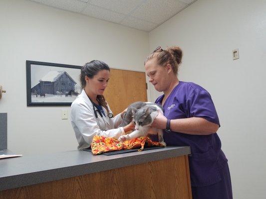 This exam went fantastic and he showed no signs of stress once we returned home! Both the vet and tech were gentle and soothing.