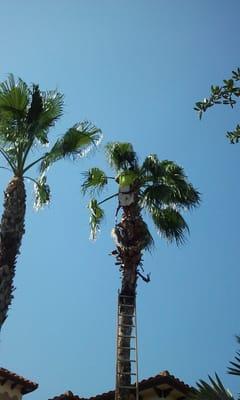 Palm Tree Trimming