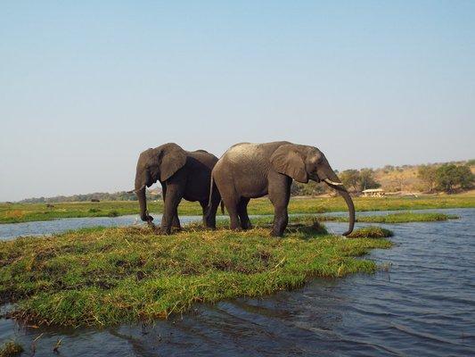 Take a safari in Africa and see the big 5.  I took this picture in Botswana on a river safari.