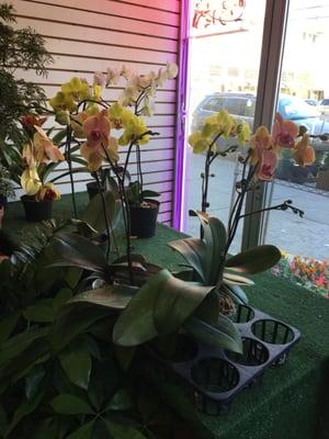 Orchids for sale!