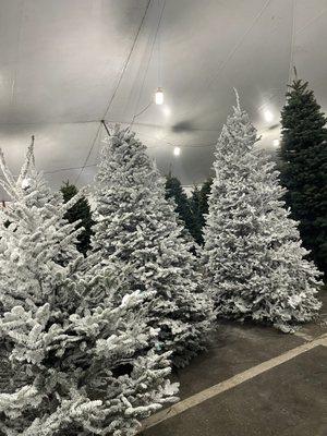 Glendale Tree Lot