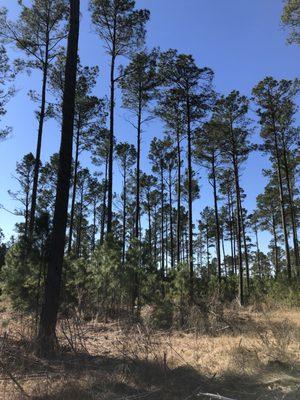 East Texas Land 10+/- Acres Elkhart Texas Tract A