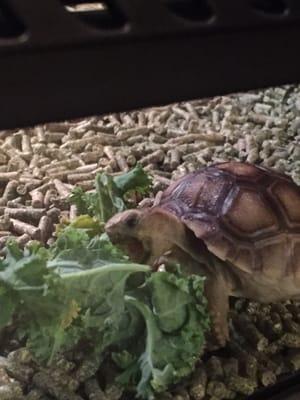 Enjoying his Winn Dixie kale.