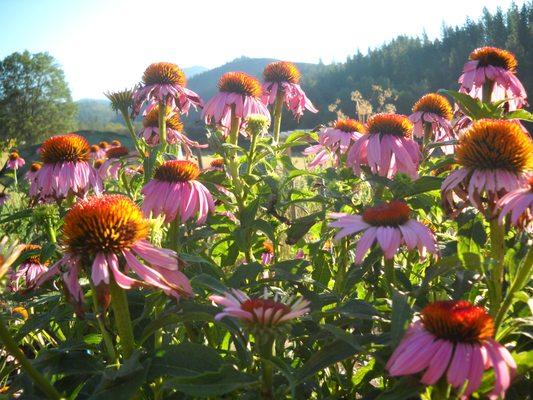 Echinacea growing in the garden!