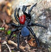 Red-headed Mouse Spider