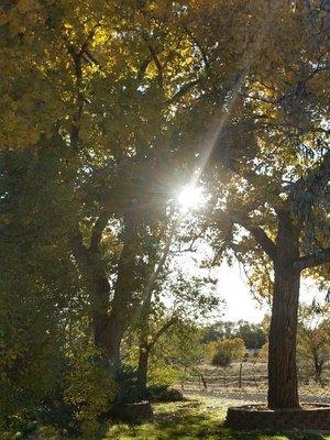 The towering Cottonwood trees grace our property at Shining Sun Aromatherapy!