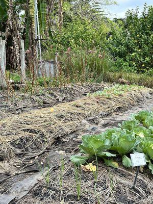 Raised garden