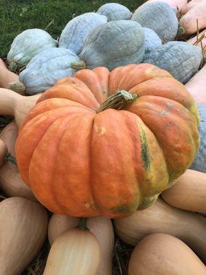 Carving pumpkins and heirloom pumpkins available  at the end of September up until Thanksgiving.