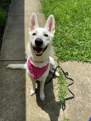 my pup after her very first grooming!