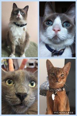 Dr Reina's Fur-patients: Tesla, Fiat, & Bentley, Lexus