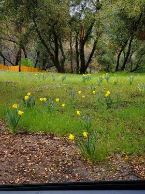 Springtime on the driveway up to the church