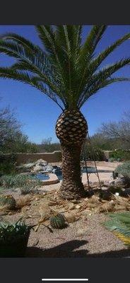 Palm trimming