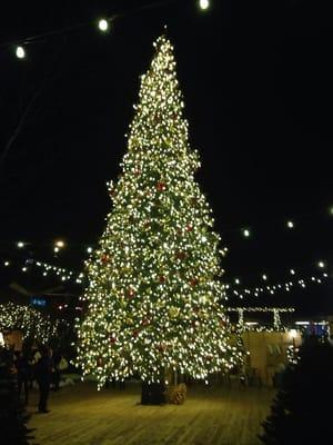 Lovely Christmas tree and light display.