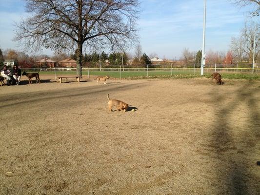 Stout loves this dog park!