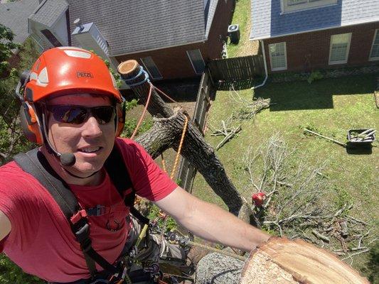 Sweetgum removal