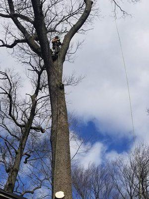 Tames Trees Services