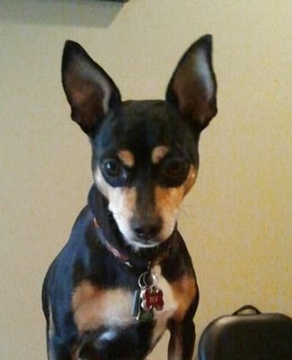 Ben is the clinic greeter. He is a sweet little man that loves to spend time at the clinic and make patients smile.