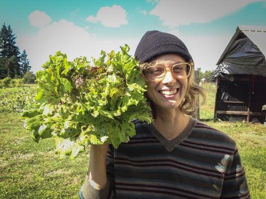 Volunteers harvesting lettuce