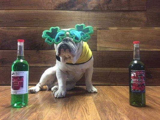 Our dog Beefy helping us celebrate St. Patrick's Day.