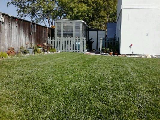 Beautiful lush green sod almost 2 months after laying.