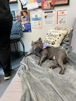 Enjoying the relaxing vet exam visit with staff on the Cummfy couch. This is such a calm vet office full of love and care.