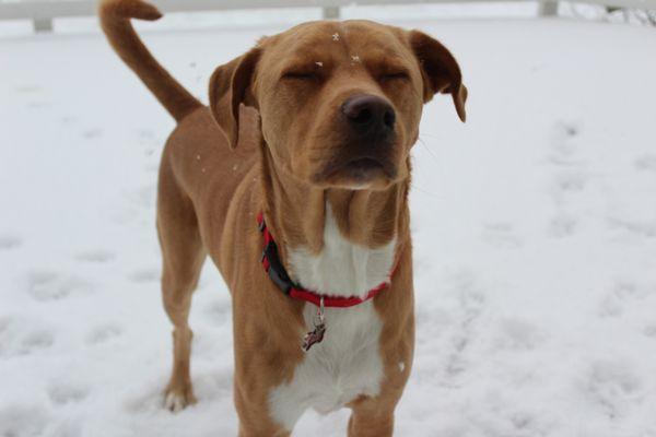 Ace enjoying the snow!