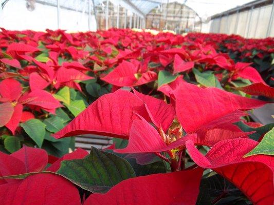 Poinsettias grown in our greenhouses