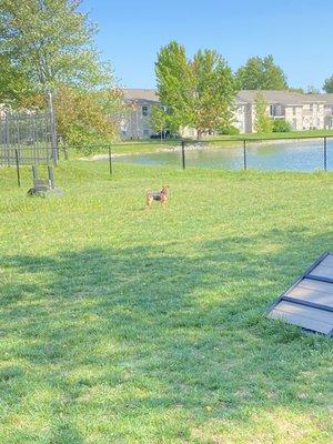 Our dog playing in the dog park!