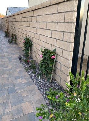 One of 3 side yards with climbing, flowering plants.