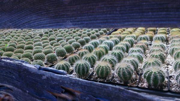 Tables full of cacti