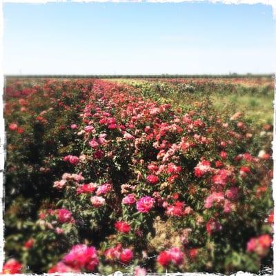 Roses and lots of 'em. The smell is amazing.