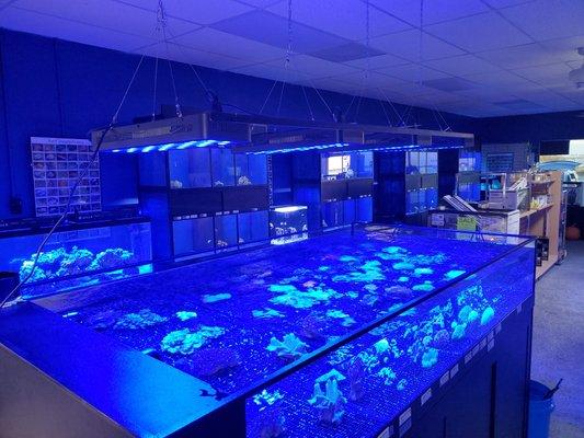 A great selection of unique corals and saltwater fish.  If you are in Sebring or Lake Placid, FL you must stop in to see this beautiful shop