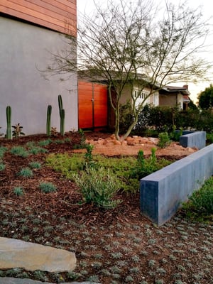 Drought tolerant front yard.