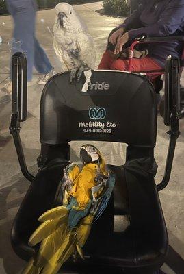 Even the birds at Disney love our mobility scooter rentals!