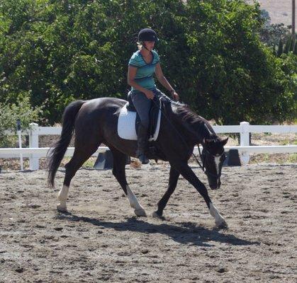 Working with a horse on stretching down and engaging his hind end.