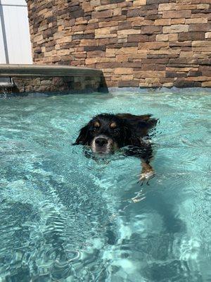 Teddy's 1st time swimming