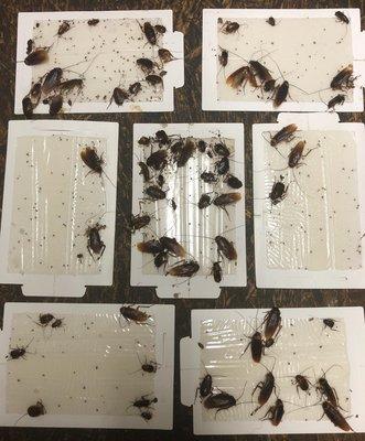 Total Cockroach Control - Roaches From An Infestation Caught On Sticky Glue Board Traps