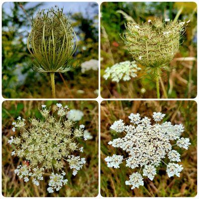 Queen Anne's Lace along the Esplanade