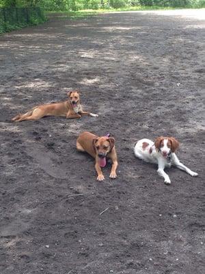 Puppies at the fenced dog park!