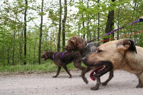 Some of Greg's pack out for a walk