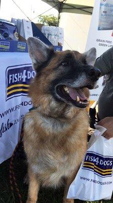 German Shepard waiting for a treat