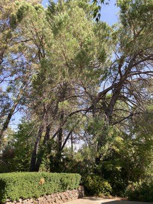 Before removal- intertwined pine trees