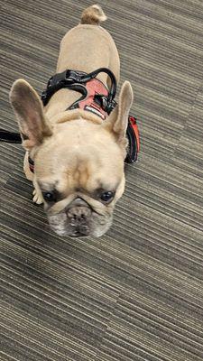 Cute French bulldog I met.  Super friendly!!  5 years old.