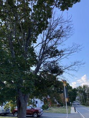 Diseased Maple Tree, before removal.